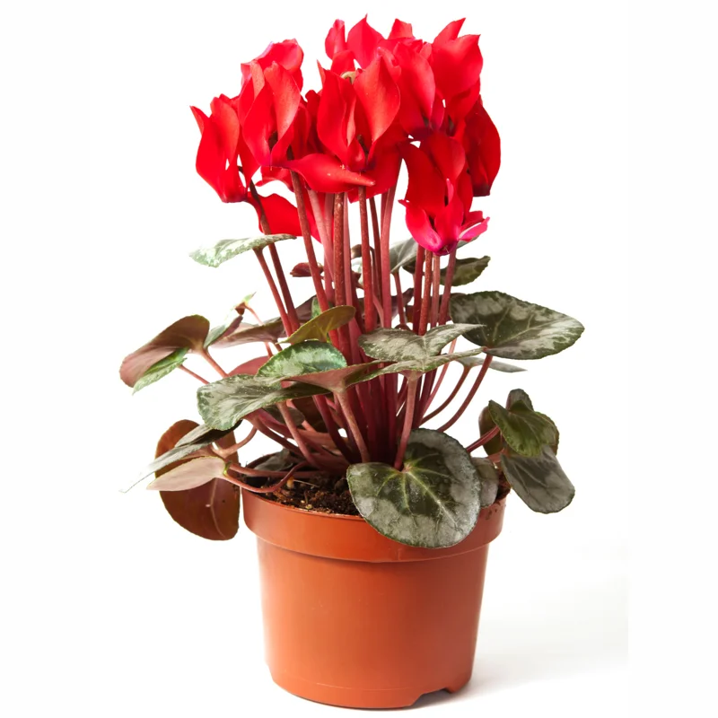Cyclamen Plant Live, Hardy Cyclamen Flowers, Potted Cyclamen Live Plant, Live Cyclamen Houseplant