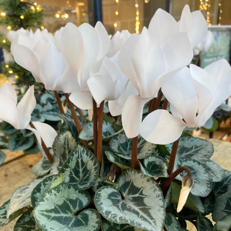 Cyclamen Plant Live, Hardy Cyclamen Flowers, Potted Cyclamen Live Plant, Live Cyclamen Houseplant