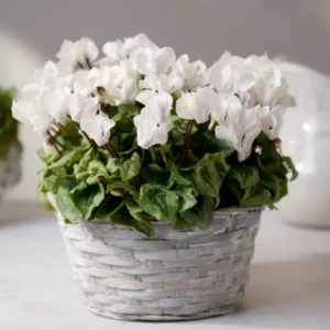 Cyclamen Live Plant Potted – Vibrant Cyclamen Flowers, Hardy Cyclamen Houseplant Ideal for Indoor Decoration