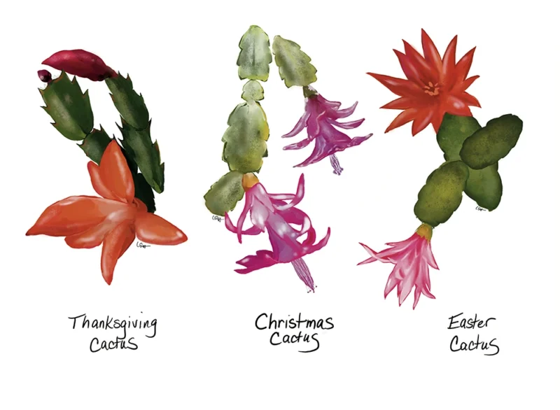 Thanksgiving Cactus, Distinguish Thanksgiving cacti from other holiday cacti