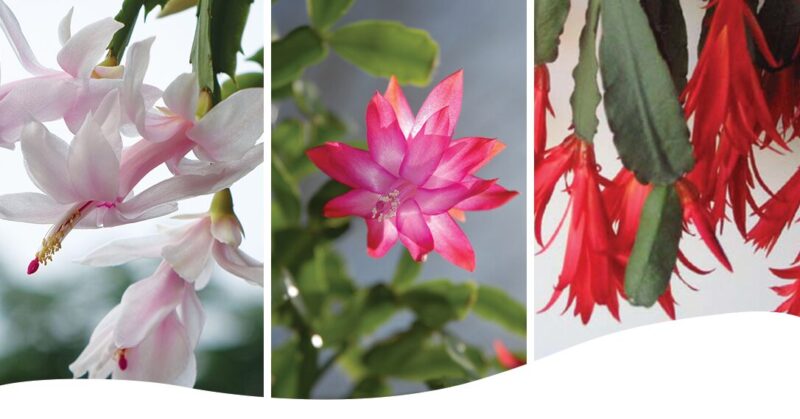 Difference from Other Holiday Cacti, Thanksgiving cactus, Christmas cactus, Easter cactus