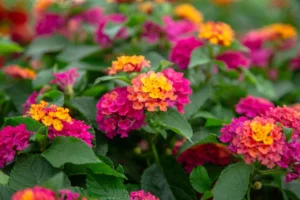 Colorful Lantana Plants, a vibrant flowering shrub