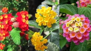 Lantana Variety, Lantana Plants