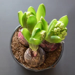 8 Hyacinth Flower Bulb, Hyacinth Bulbs For Fall To Spring Planting, Live Hyacinth Bulbs, Mix Hyacinth Bulbs Bulk