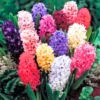 8 Hyacinth Flower Bulb, Hyacinth Bulbs For Fall To Spring Planting, Live Hyacinth Bulbs, Mix Hyacinth Bulbs Bulk