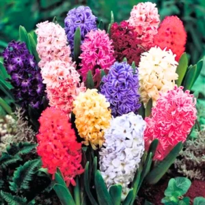 8 Hyacinth Flower Bulb, Hyacinth Bulbs For Fall To Spring Planting, Live Hyacinth Bulbs, Mix Hyacinth Bulbs Bulk