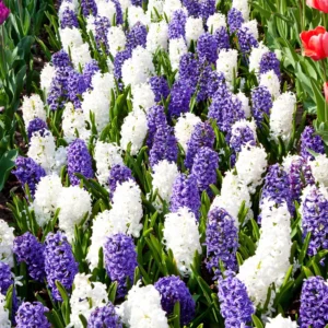 8 Hyacinth Flower Bulb, Hyacinth Bulbs For Fall To Spring Planting, Live Hyacinth Bulbs, Mix Hyacinth Bulbs Bulk