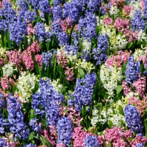 8 Hyacinth Flower Bulb, Hyacinth Bulbs For Fall To Spring Planting, Live Hyacinth Bulbs, Mix Hyacinth Bulbs Bulk