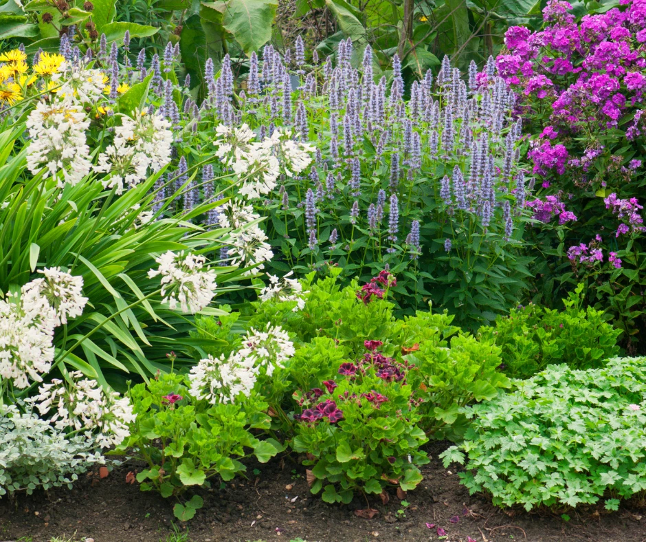 Top 10 Beautiful Perennial Flowers That Will Transform Your Garden’s Beauty