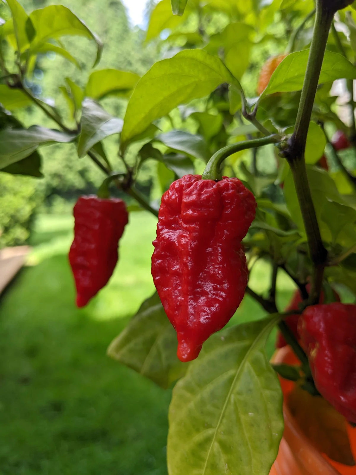 Dragon’s Breath Pepper Plant – How to Grow and Care for the World’s Hottest Pepper