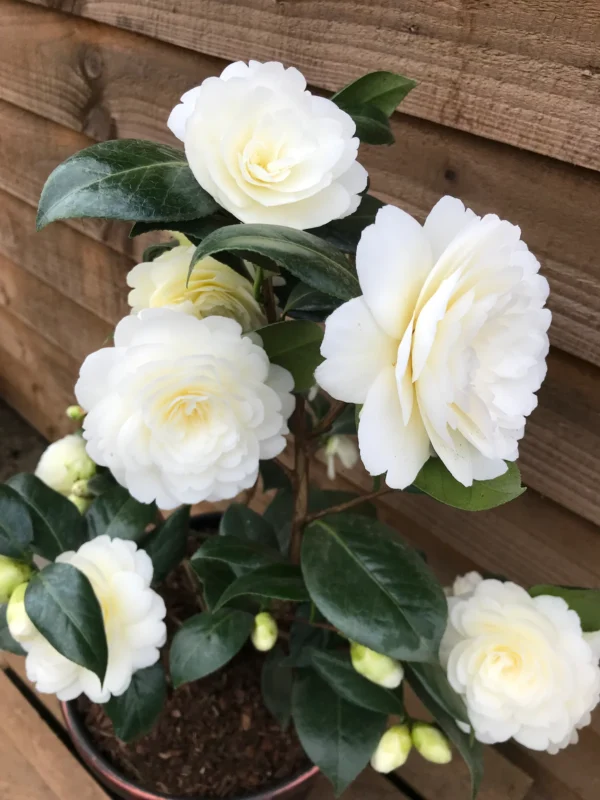 Growing lemon glow camellia in pot
