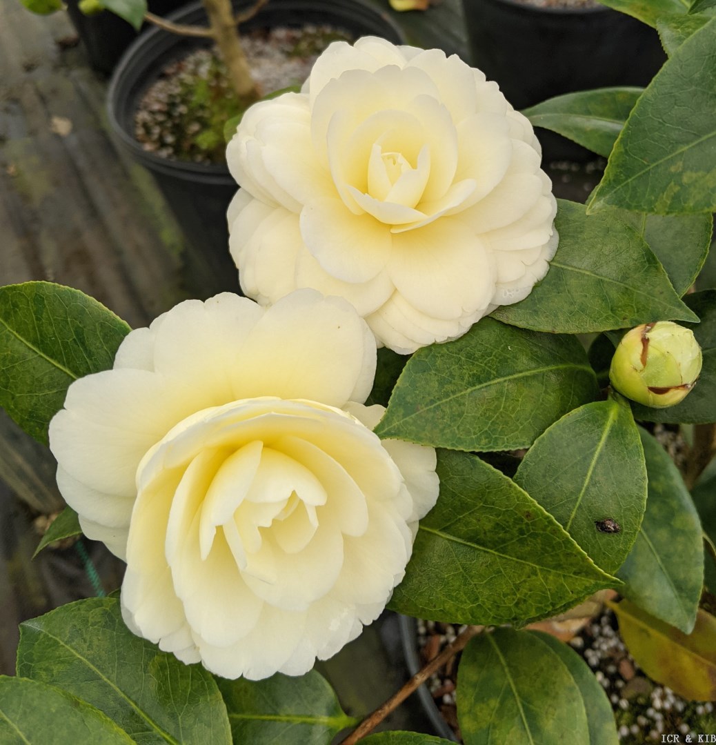 How to Grow Lemon Glow Camellia: Complete Guide to Thriving Blooms