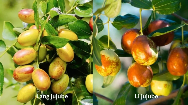 Common types of jujube trees, Lang jujube and Li jujube