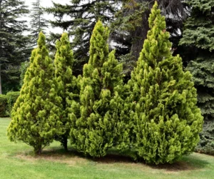 fast-growing shrubs, Green Giant Arborvitae