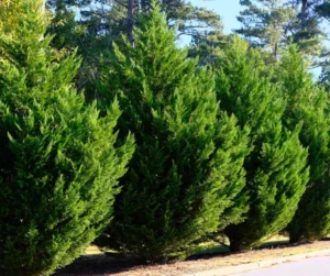 Leyland Cypress