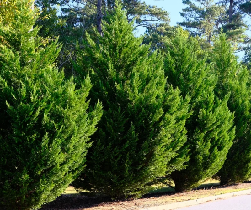Leyland Cypress Trees