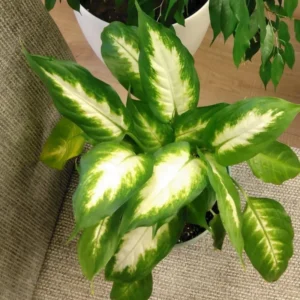 Dieffenbachia Live Plant, Large Dieffenbachia Live Plant, Dieffenbachia House Plant 7 Inches Tall No Pot, Plant Live Houseplants