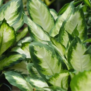 Dieffenbachia Live Plant, Large Dieffenbachia Live Plant, Dieffenbachia House Plant 7 Inches Tall No Pot, Plant Live Houseplants