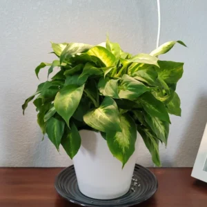 Dieffenbachia Live Plant, Large Dieffenbachia Live Plant, Dieffenbachia House Plant 7 Inches Tall No Pot, Plant Live Houseplants