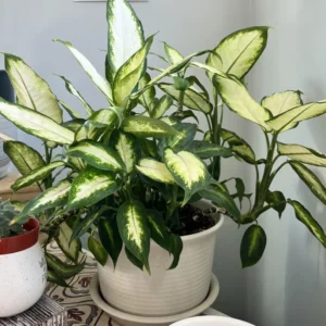 Dieffenbachia Live Plant, Large Dieffenbachia Live Plant, Dieffenbachia House Plant 7 Inches Tall No Pot, Plant Live Houseplants