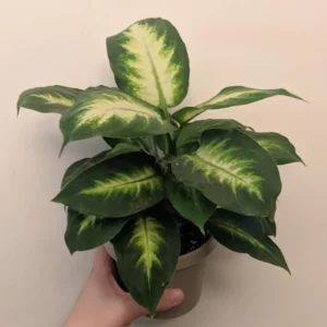 Dieffenbachia Live Plant, Large Dieffenbachia Live Plant, Dieffenbachia House Plant 7 Inches Tall No Pot, Plant Live Houseplants