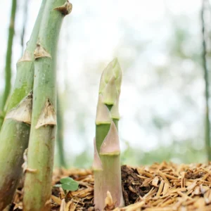10 Asparagus Bare Roots, Purple Asparagus Roots, Green Asparagus Crowns, Large Asparagus Vegetable Bulbs