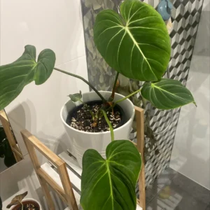 Best foil for Philodendron Gloriosum Zebrina Plant