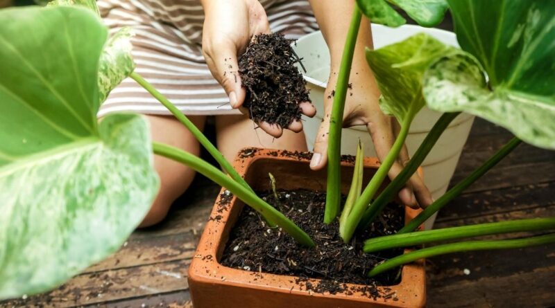 Fertilization and repotting Philodendron Gloriosum Zebrina