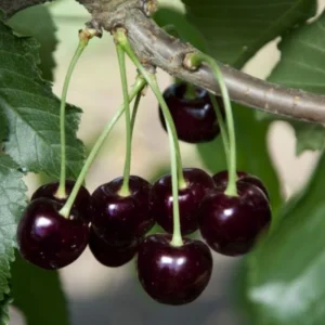 2 Black Cherry Trees Live Plants – Sweet Cherry Bareroot Trees, 1-2 Feet Tall, Perfect for Outdoor Orchards