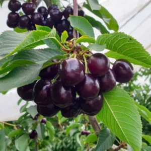 2 Sweet Black Cherry Trees Live – Bareroot Fruit Trees, 1-2 Feet Tall, Perfect for Planting and Harvesting