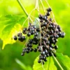 4 American Elderberry Plants Live Bareroots – 12-18 Inches Tall Shrubs, Edible Black Berries for Growing Gardens