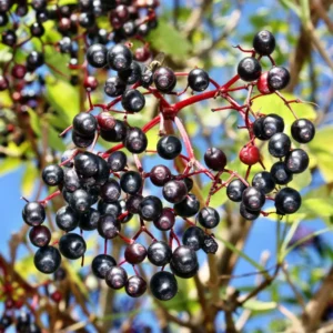 4 American Elderberry Plants Live Bareroots – 12-18 Inches Tall Shrubs, Edible Black Berries for Growing Gardens