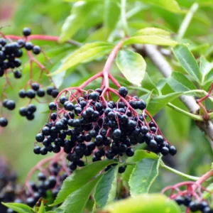 4 American Elderberry Plants Live Bareroots – 12-18 Inches Tall Shrubs, Edible Black Berries for Growing Gardens