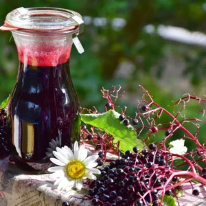 4 American Elderberry Plants Live Bareroots – 12-18 Inches Tall Shrubs, Edible Black Berries for Growing Gardens