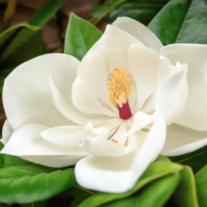 2 Sweetbay Magnolia Trees Live – 2 Feet Tall Magnolia Shrubs with Fragrant White Flowers for Outdoor Planting