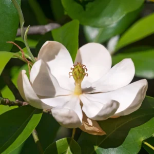 2 Sweetbay Magnolia Trees Live – 2 Feet Tall Magnolia Shrubs with Fragrant White Flowers for Outdoor Planting