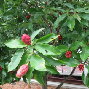 2 Sweetbay Magnolia Trees Live – 2 Feet Tall Magnolia Shrubs with Fragrant White Flowers for Outdoor Planting