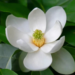 2 Sweetbay Magnolia Trees Live – 2 Feet Tall Magnolia Shrubs with Fragrant White Flowers for Outdoor Planting