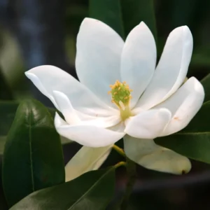 2 Sweetbay Magnolia Trees Live – 2 Feet Tall Magnolia Shrubs with Fragrant White Flowers for Outdoor Planting