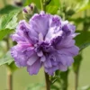 Rose of Sharon Live Plants – Hardy Hibiscus Syriacus Shrubs with Gorgeous Blooms, Perfect for Landscaping
