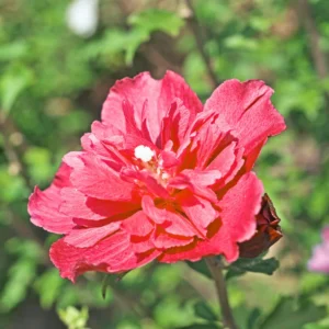 Rose of Sharon Live Plants – Hardy Hibiscus Syriacus Shrubs with Gorgeous Blooms, Perfect for Landscaping