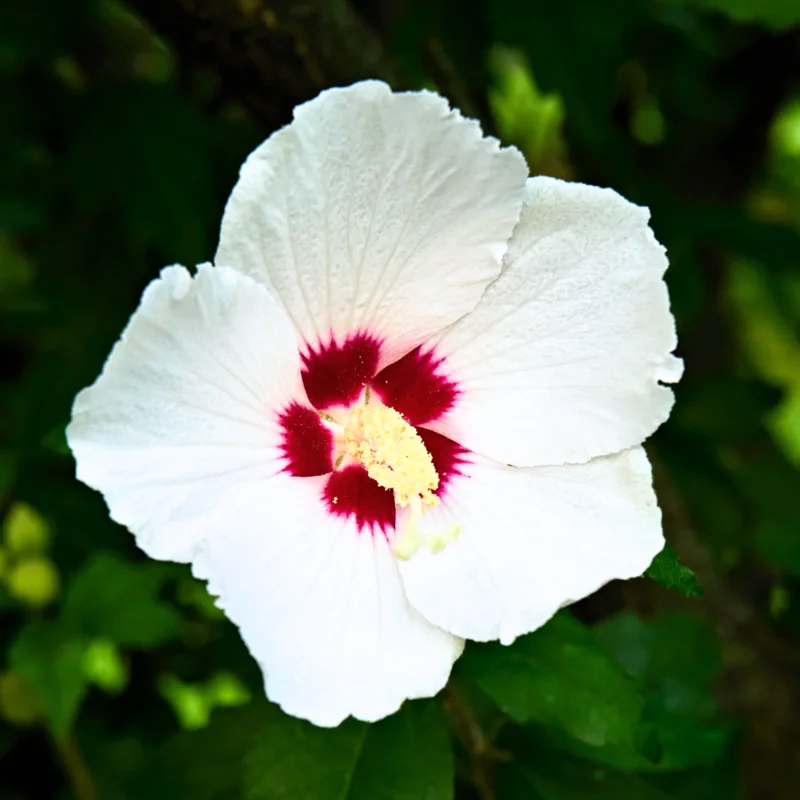 Rose of Sharon Live Plants – Hardy Hibiscus Syriacus Shrubs with Gorgeous Blooms, Perfect for Landscaping