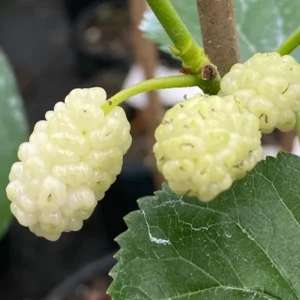 Live Mulberry Trees – Set of 2 Sweet Berry-Producing Plants, 2-3 Feet Tall, Perfect for Growing Outdoors