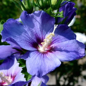 Rose of Sharon Live Plants – Hardy Hibiscus Syriacus Shrubs with Gorgeous Blooms, Perfect for Landscaping