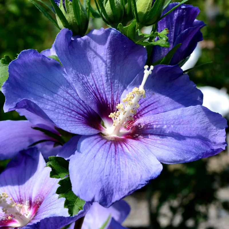 Rose of Sharon Live Plants – Hardy Hibiscus Syriacus Shrubs with Gorgeous Blooms, Perfect for Landscaping