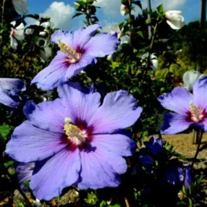 Royal Purple Rose of Sharon