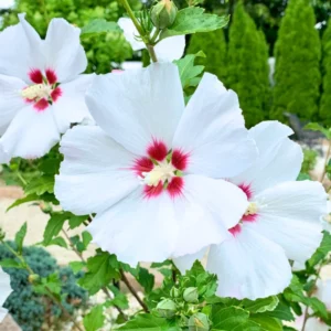 Red White Rose of Sharon