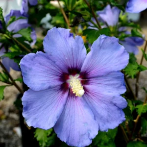Royal Purple Rose of Sharon