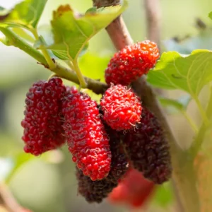 Red Mulberry
