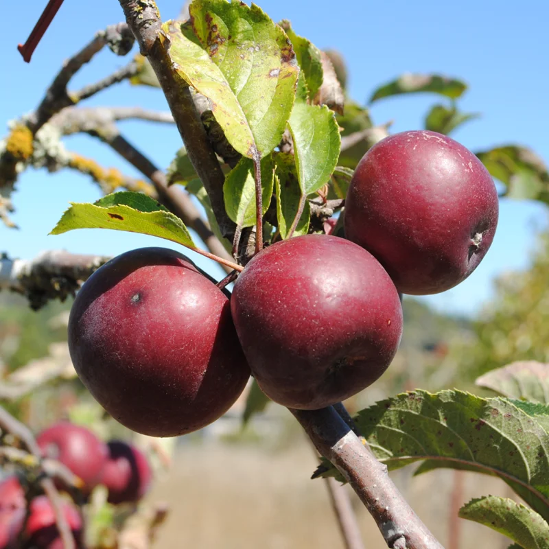 Live Apple Tree Plant – 2-3 Feet Tall Sweet Semi-Dwarf Fruit Tree for Fresh Apple Growing at Home